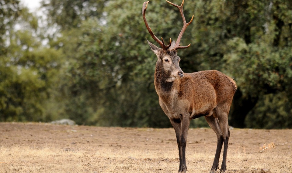 Iberian red deer from Castile-La Mancha