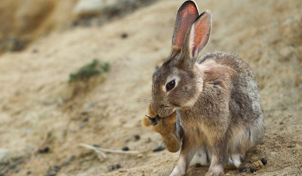 Wild rabbit from Castile-La Mancha