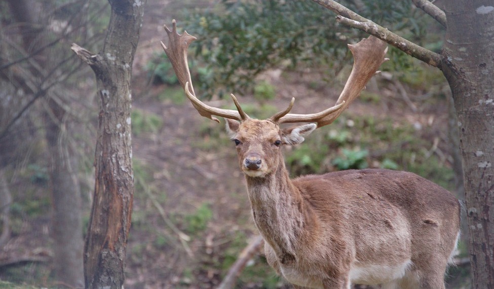Fallow deer from Castile-La Mancha