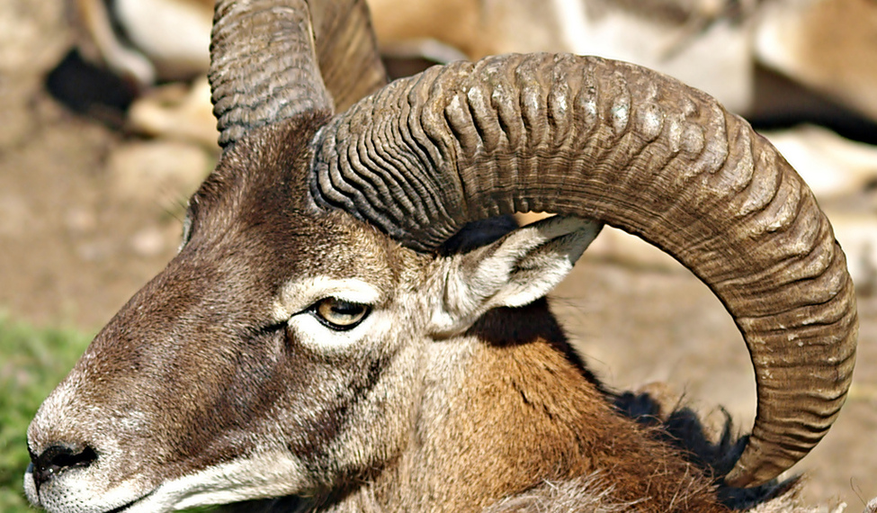 Mouflon from Castile-La Mancha