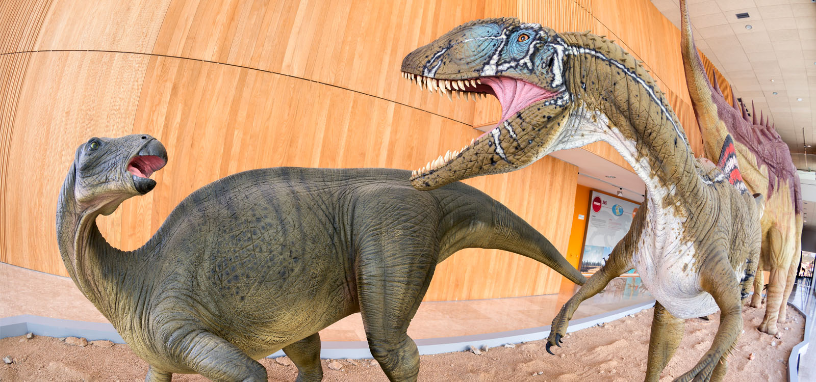 Museo de Paleontología Museo de Paleontología