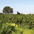 Bodegas Osborne