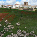 Molinos de Viento – Valdeolivas