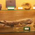 Museo de Arte Religioso y Paleontológico San Bartolomé
