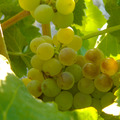 Denominación de Origen Vino de Valdepeñas - Uva Macabeo