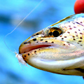 Pesca libre