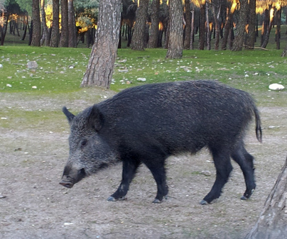 Finca Torrelengua. Jabal