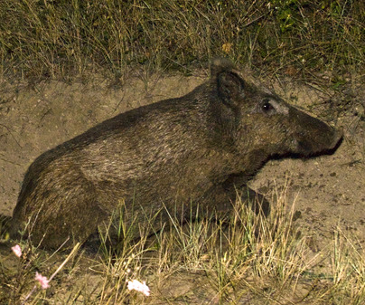 Monteros de Atienza