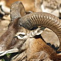 Muflón