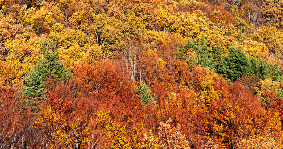 Hayedo 2 blog Hayedo 2 blog