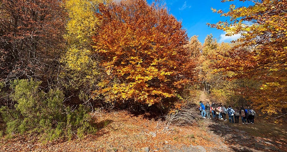 Hayedo 5 blog Hayedo 5 blog