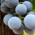 Bodega Torres Filoso