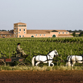 Bodega Los Aljibes