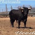 CHARCUELA UCEDA