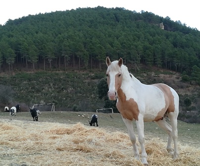 CABALLO CASTILPELAYO