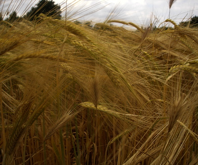 campos dorados. Tiempo de cosecha