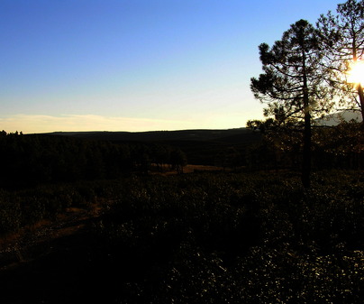 Pinares en Valdepeas de la Sierra (Guadalajara)