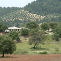 PALENQUES