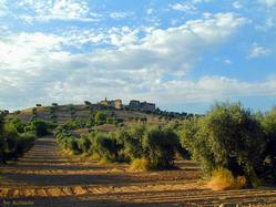 Castillo de Villalba, Cebolla y paisaje de olivares.